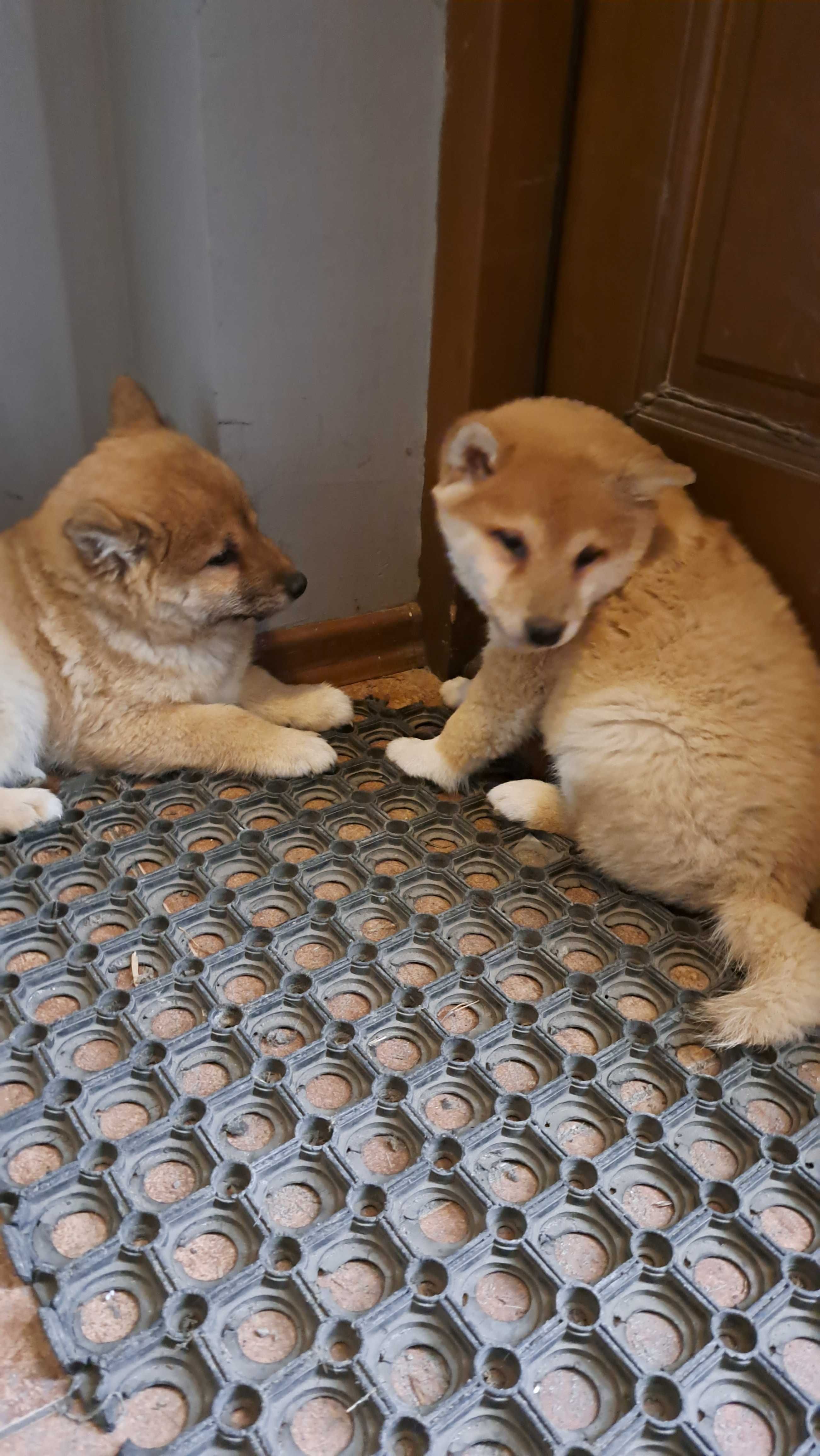 Shiba inu PIesek