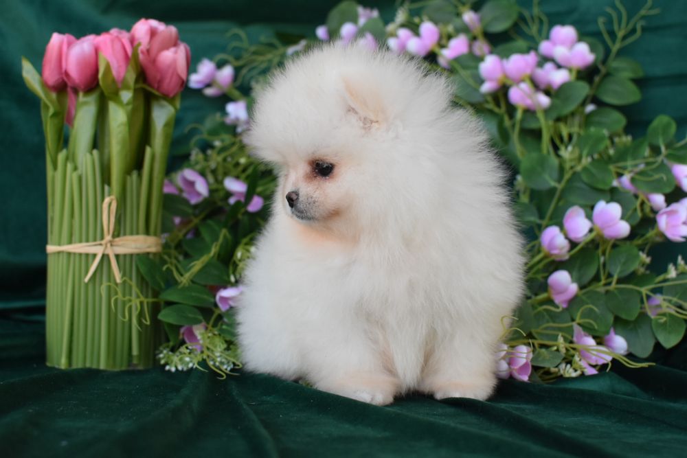 Песики ведмедики pomeranian spitz