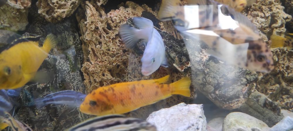 Rybki akwariowe Pyszczak socolofi młode