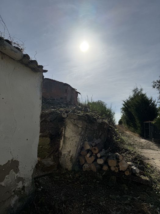 Trabalhos florestais- desbastes- desmatamento- abate de arvores
