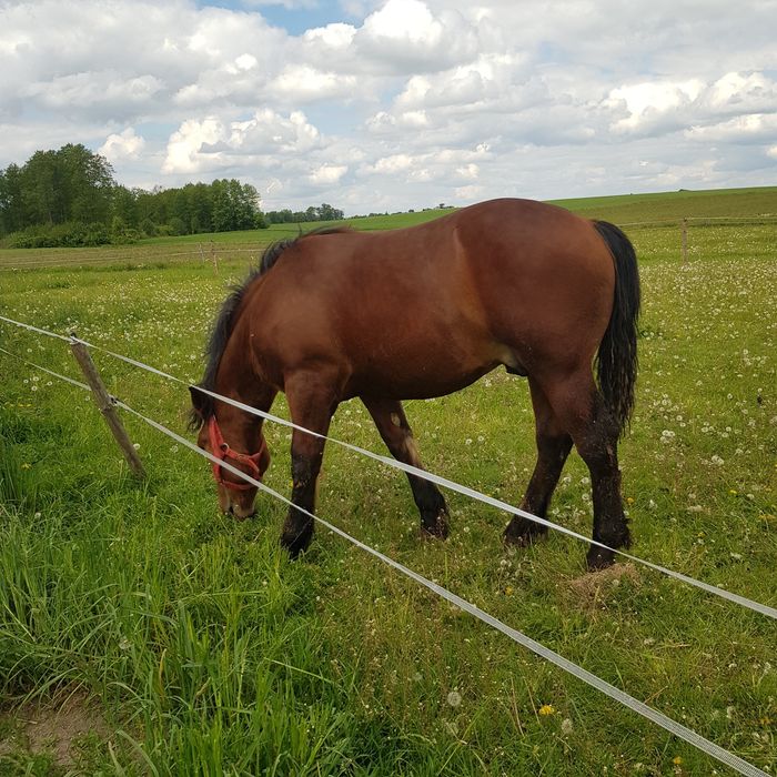 Sprzedam ogierka zimnokrwistego