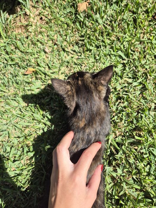 Gatinha Bebé para Adoção