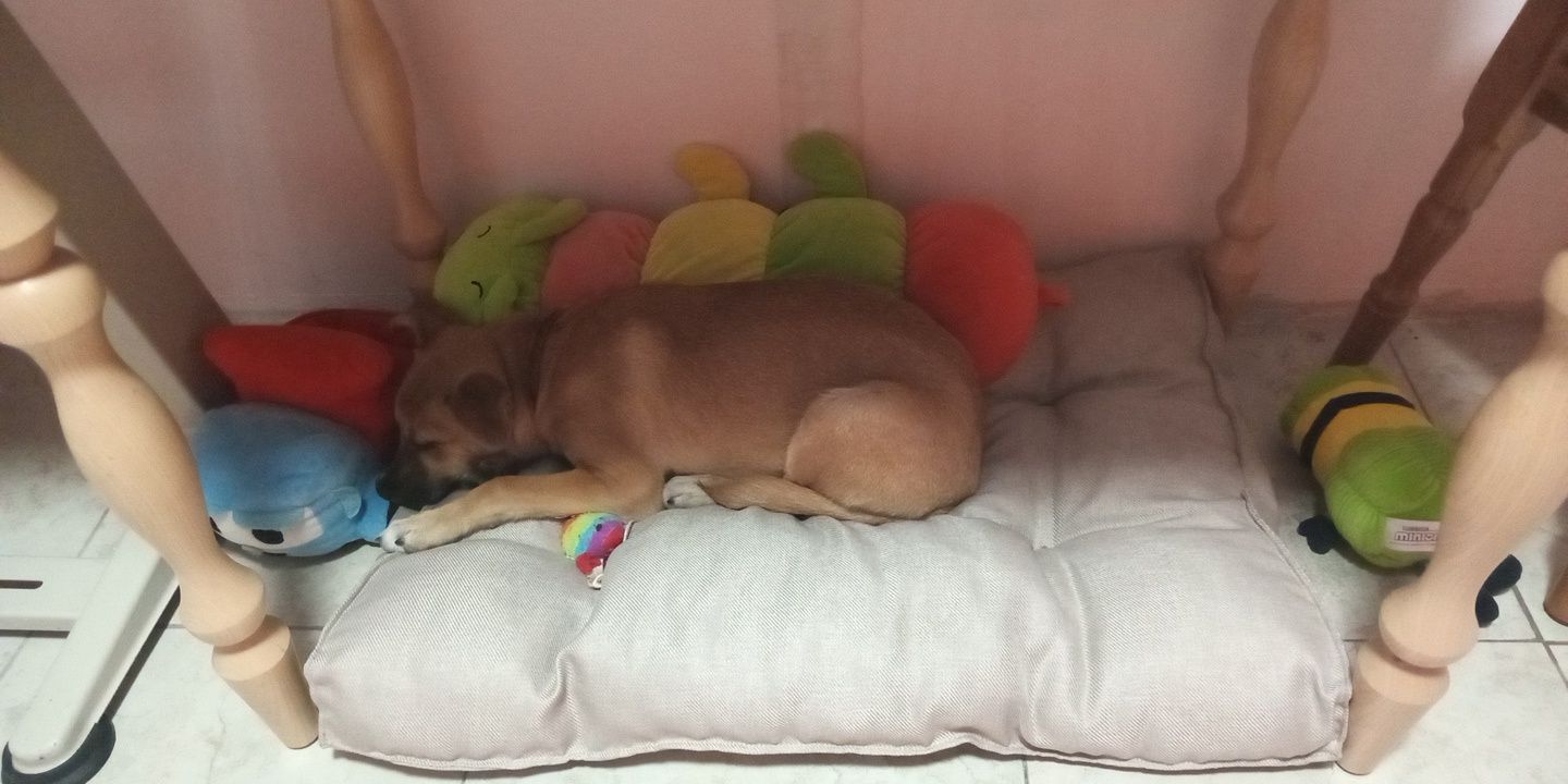 Віддам в хороші руки
