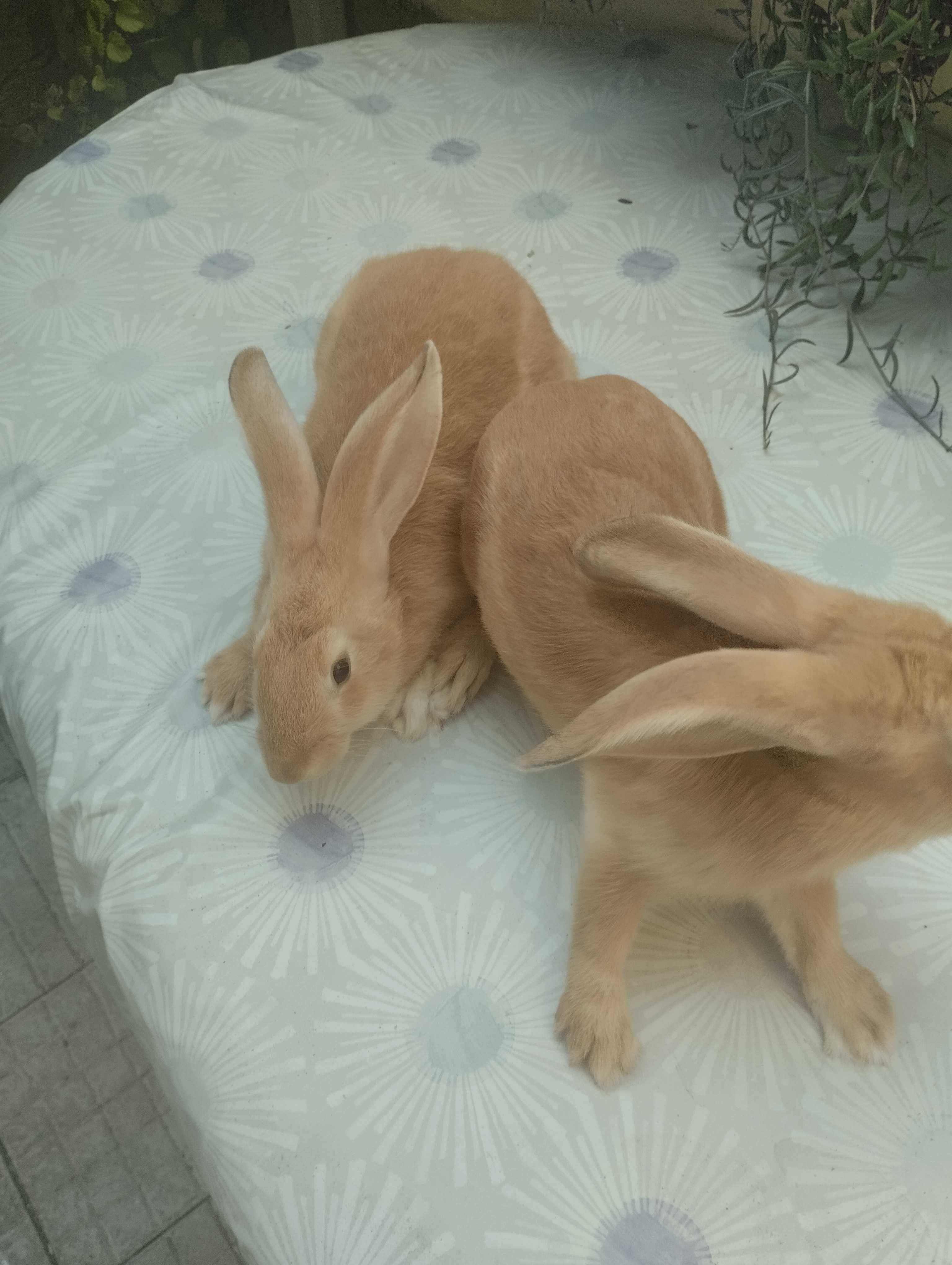 Coelhos boa raça