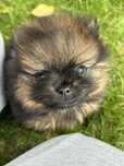 Szpic Pomeranian Boo