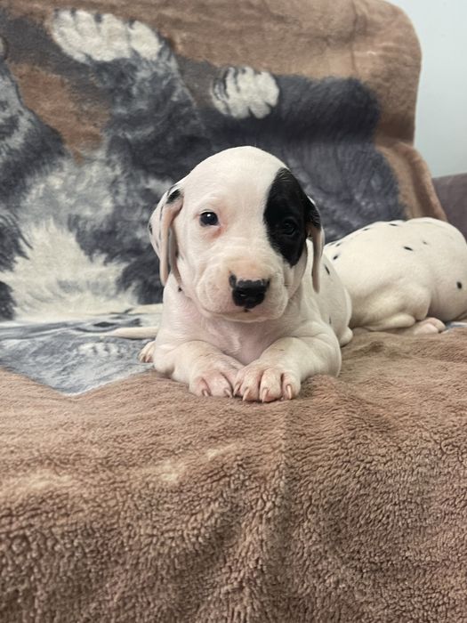 DALMATYNCZYK sliczna suczka