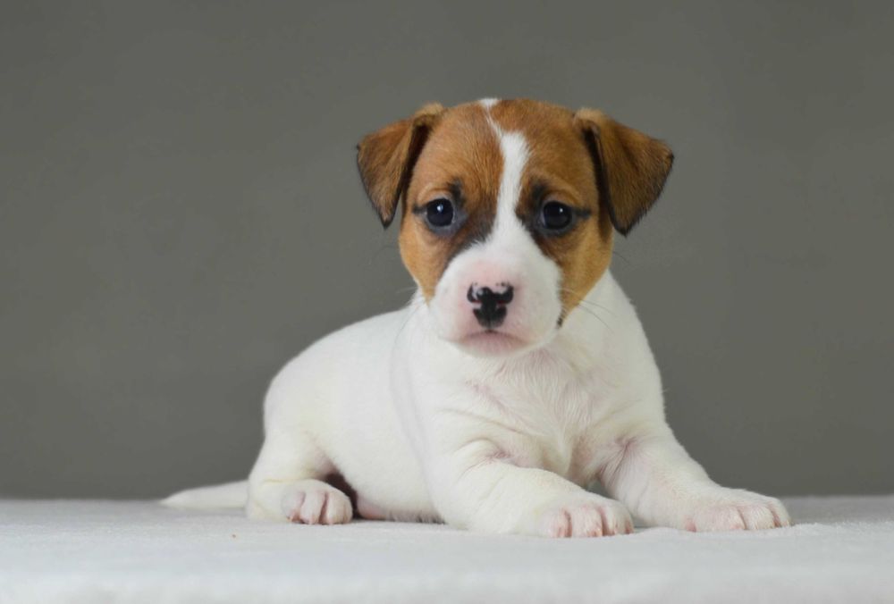 Gładkowłosa AKIRA– rasowy Jack Russell Terrier, metryka ZKwP/FCI