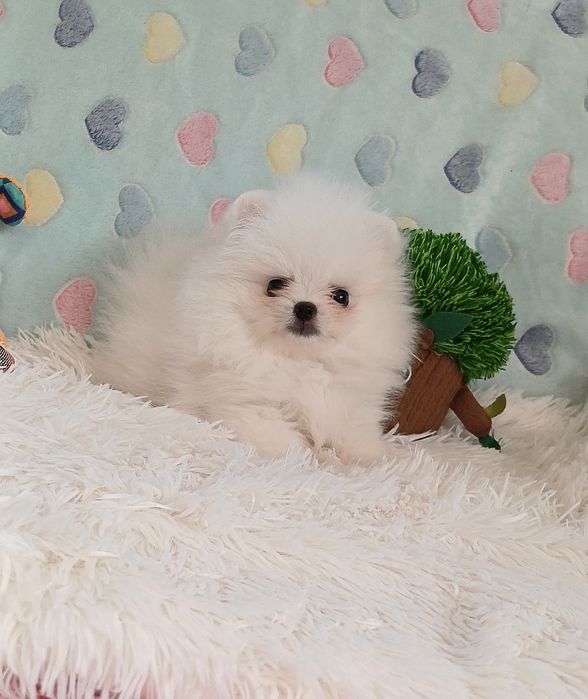 Piesek maleńkich rozmiarów Szpic Miniaturowy-Pomeranian.