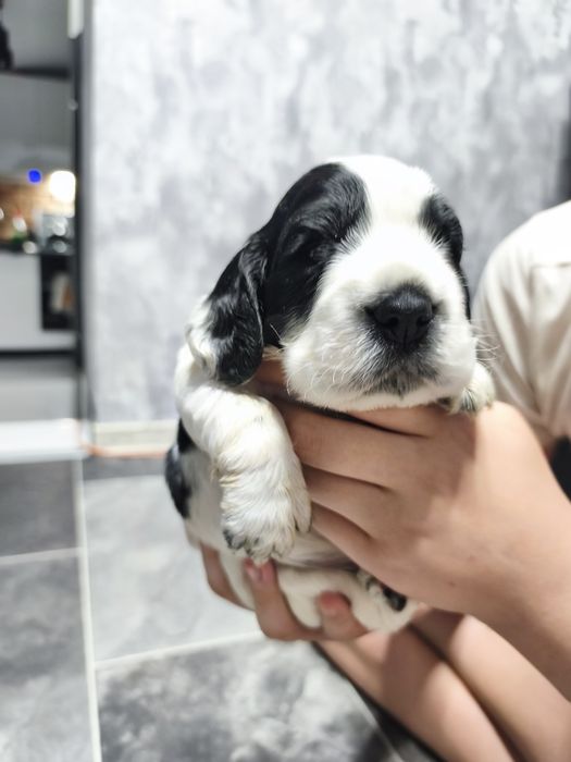Cocker spaniel angielski biało-czarny z przesianiem