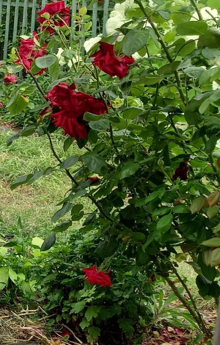 Зачистка дидянок косиня трави порізка дров