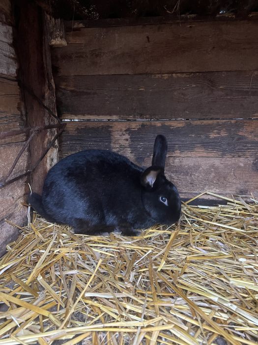 Самки різних порід