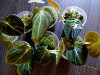 Філодендрон меланохрізум /Philodendron Melanochrysum
Філодендрон мелан