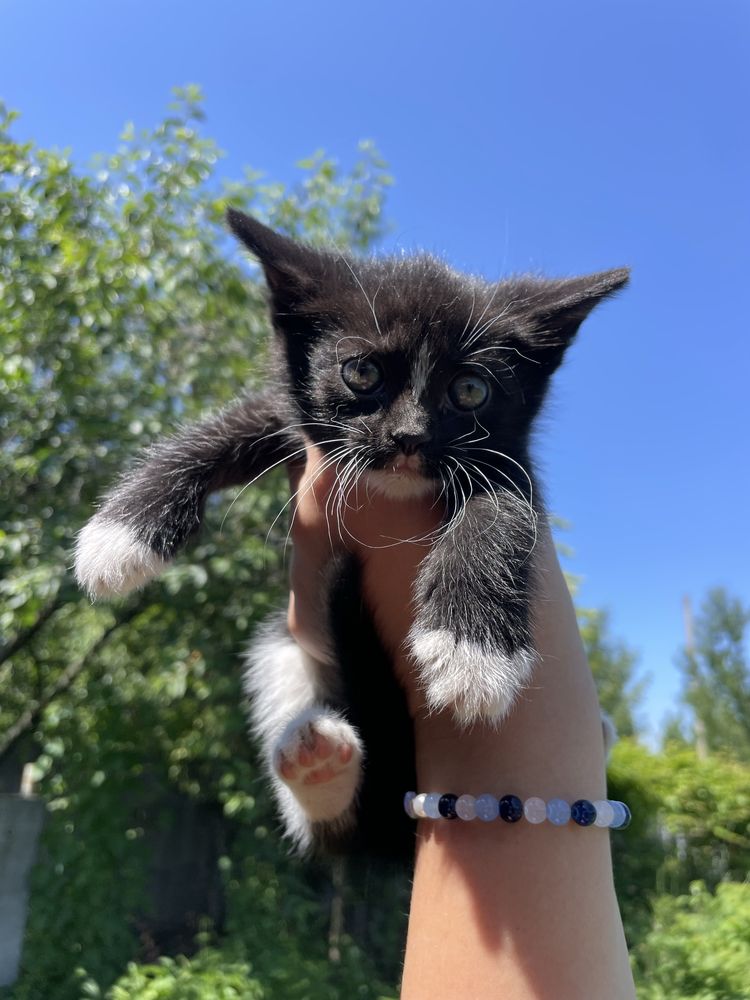 Віддам кошенят в хороші руки