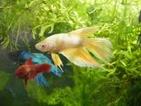 GB Bojownik wspaniały, bojownik syjamski (Betta splendens)