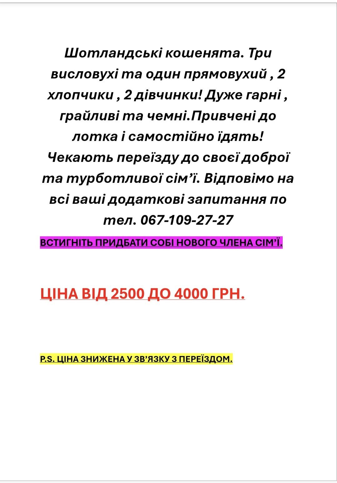 ТЕРМІНОВО!Кошенята шотландські вісловухі, прямовухі
