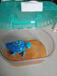 Tartaruga Little live pets