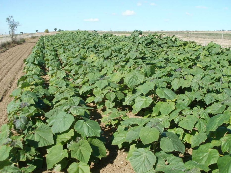 Paulownia shan tong, drzewo tlenowe, szybko rosnące, paszport