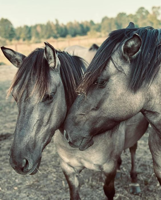 Konik polski klacze z próbą dzielności
