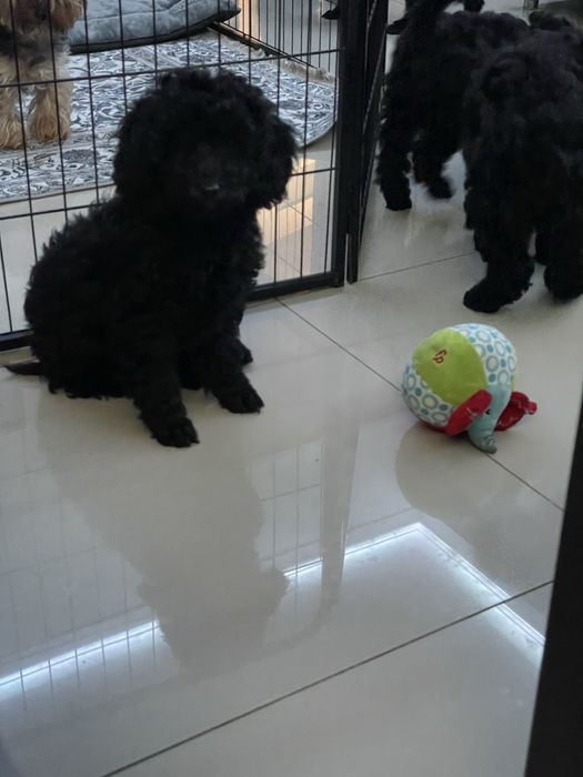 Pudel Miniaturowy piesek Dragon