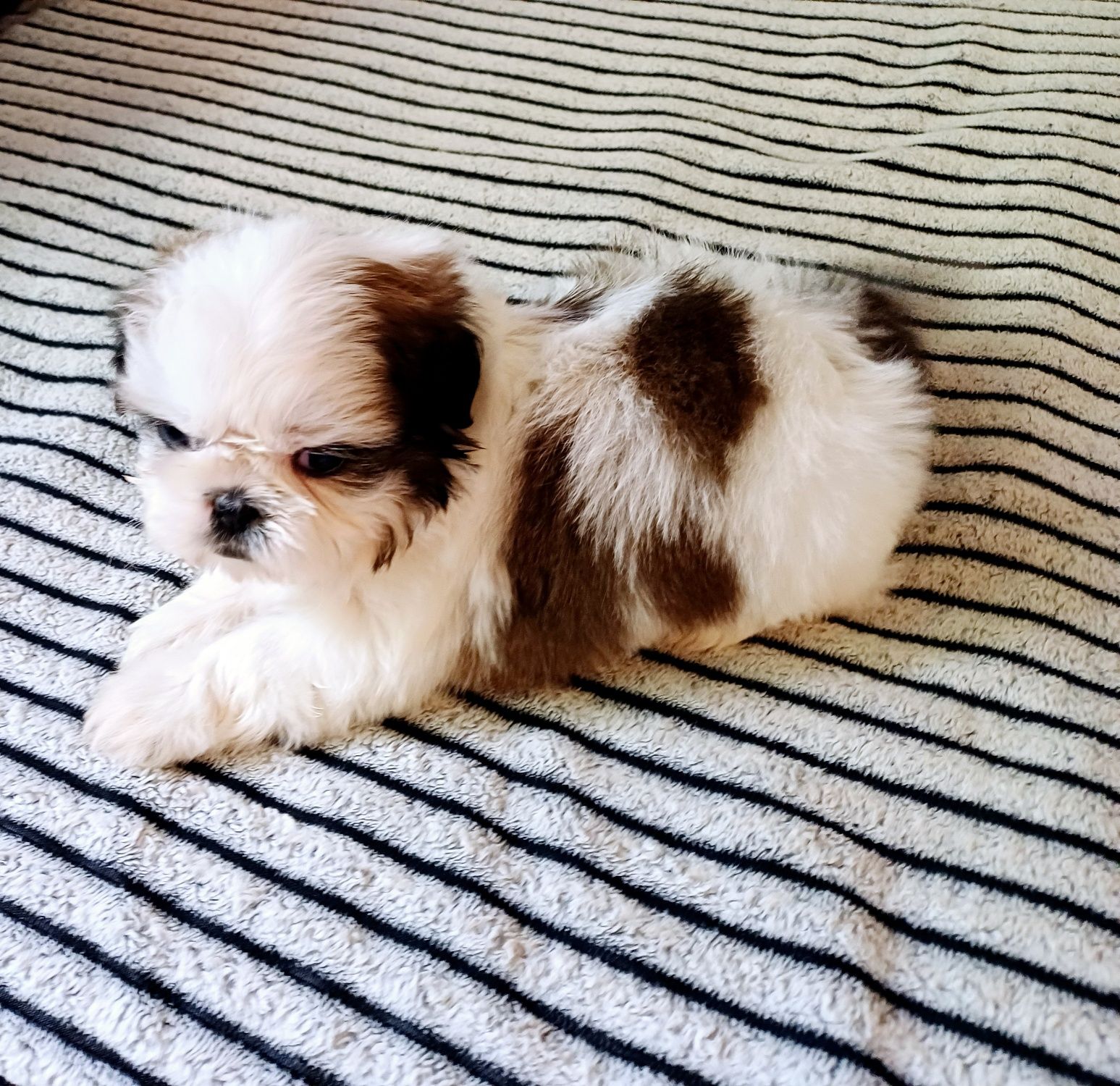 Suczka  Shih Tzu