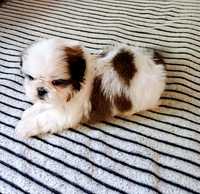 Suczka  Shih Tzu