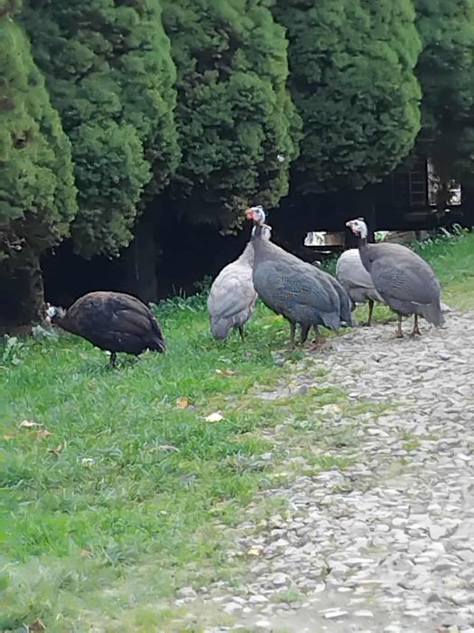 Perliczki młode tegoroczne