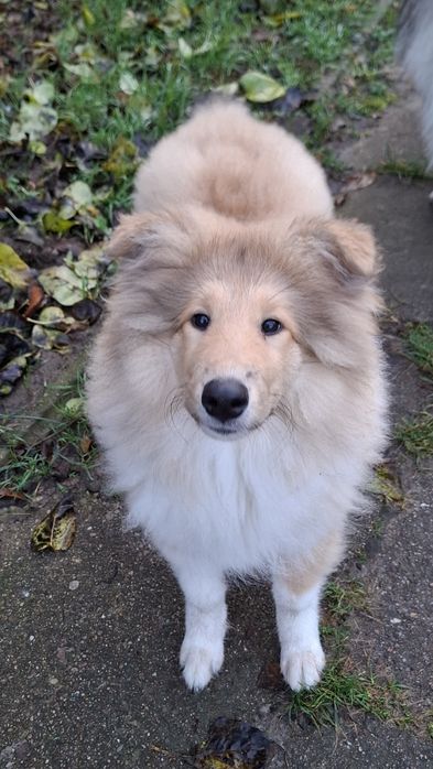 Owczarek Szkocki Długowłosy, Collie Rough FCI, gotowy do odbióru