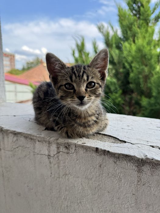 Кошенята безкоштовно