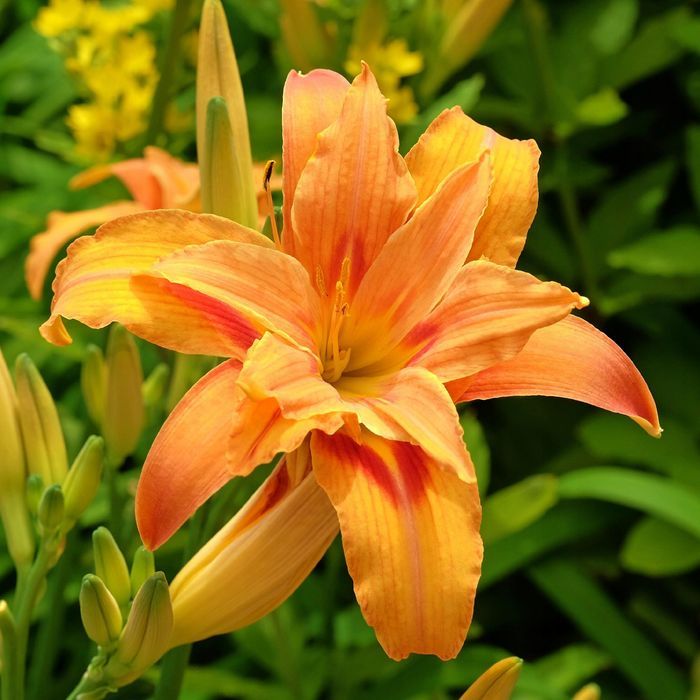 Liliowiec rdzawy 'Kwanso' Pomarańczowy 2.5L (Hemerocallis fulva)