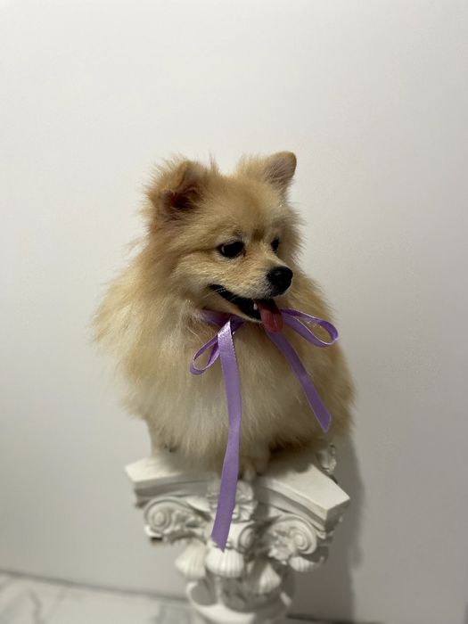 Всього 2 Чарівних Померанських шпіців