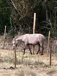 4 year old female pony