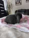 Mini lop  króliczek