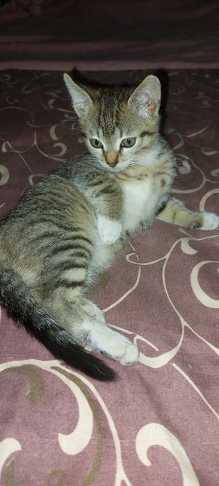 Отдам котенка в добрые руки