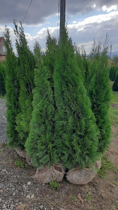 Tuje Szmaragd 180-200cm
