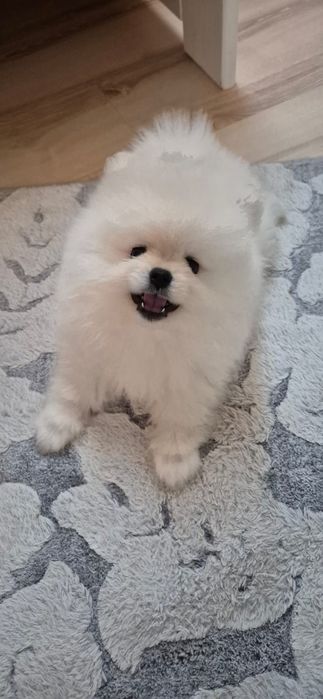 Szpic miniaturowy Pomeranian FCI Suczka