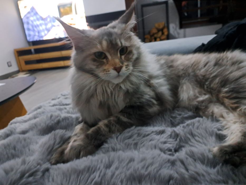 Cudowna kotka Maine Coon