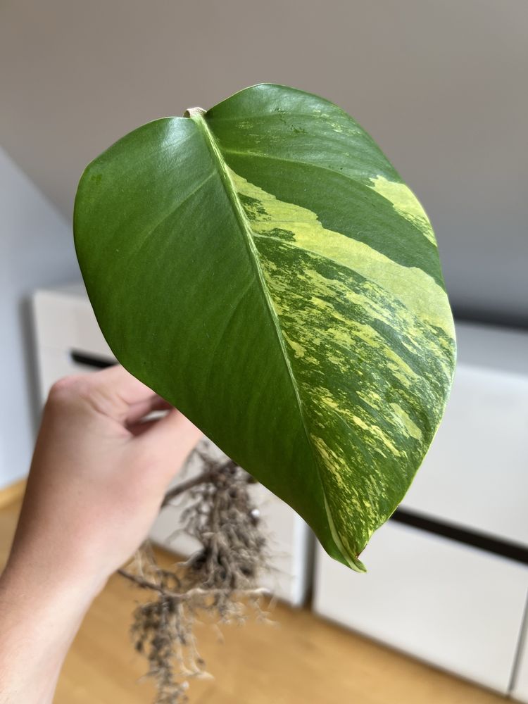 Monstera Marmorata