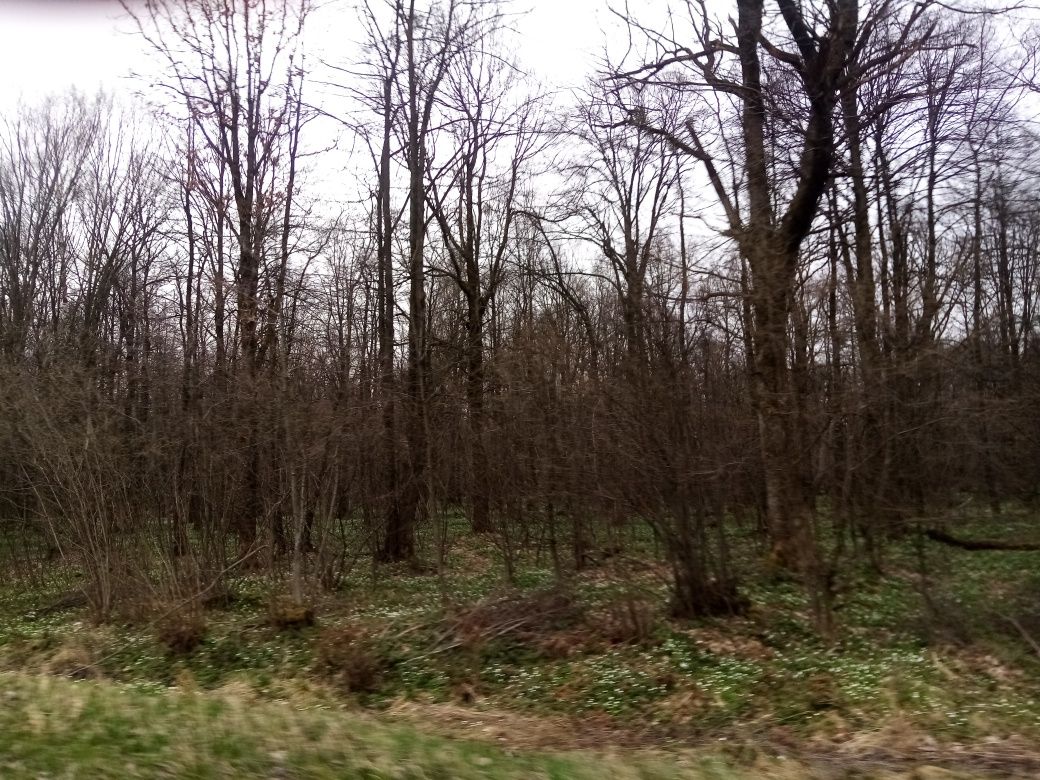 Земельна ділянка в Угринів під лісом