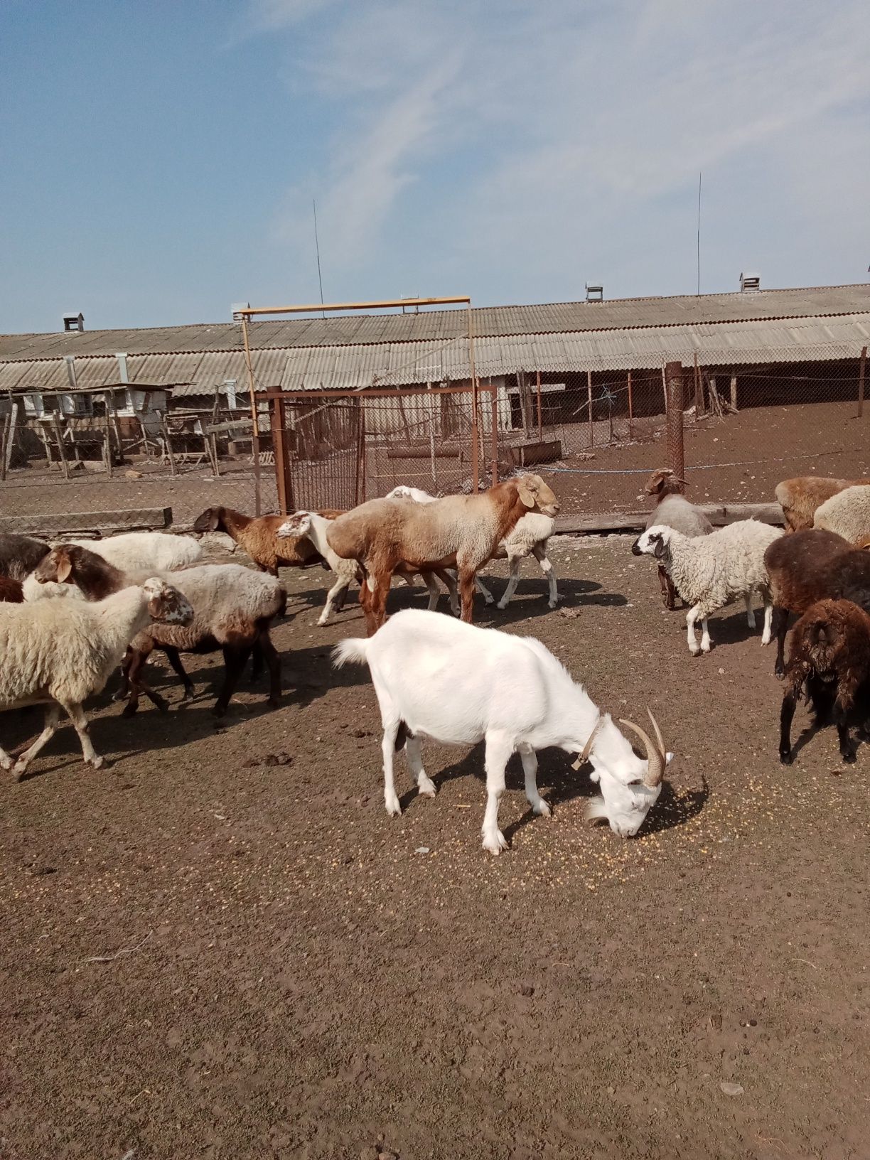 Продам вівці Гісари