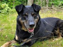 Spokojny pies szuka domu / do adopcji