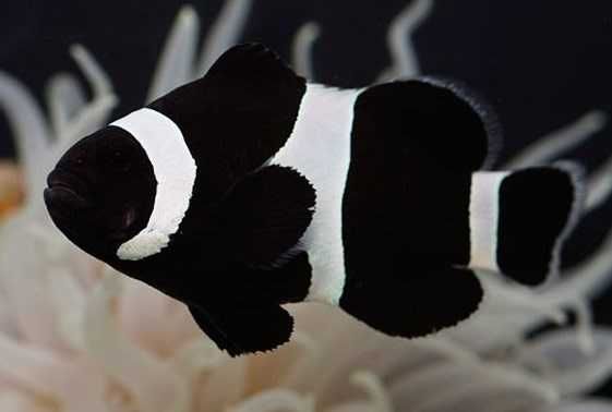 Akwarium morskie - Amphiprion Ocellaris Black