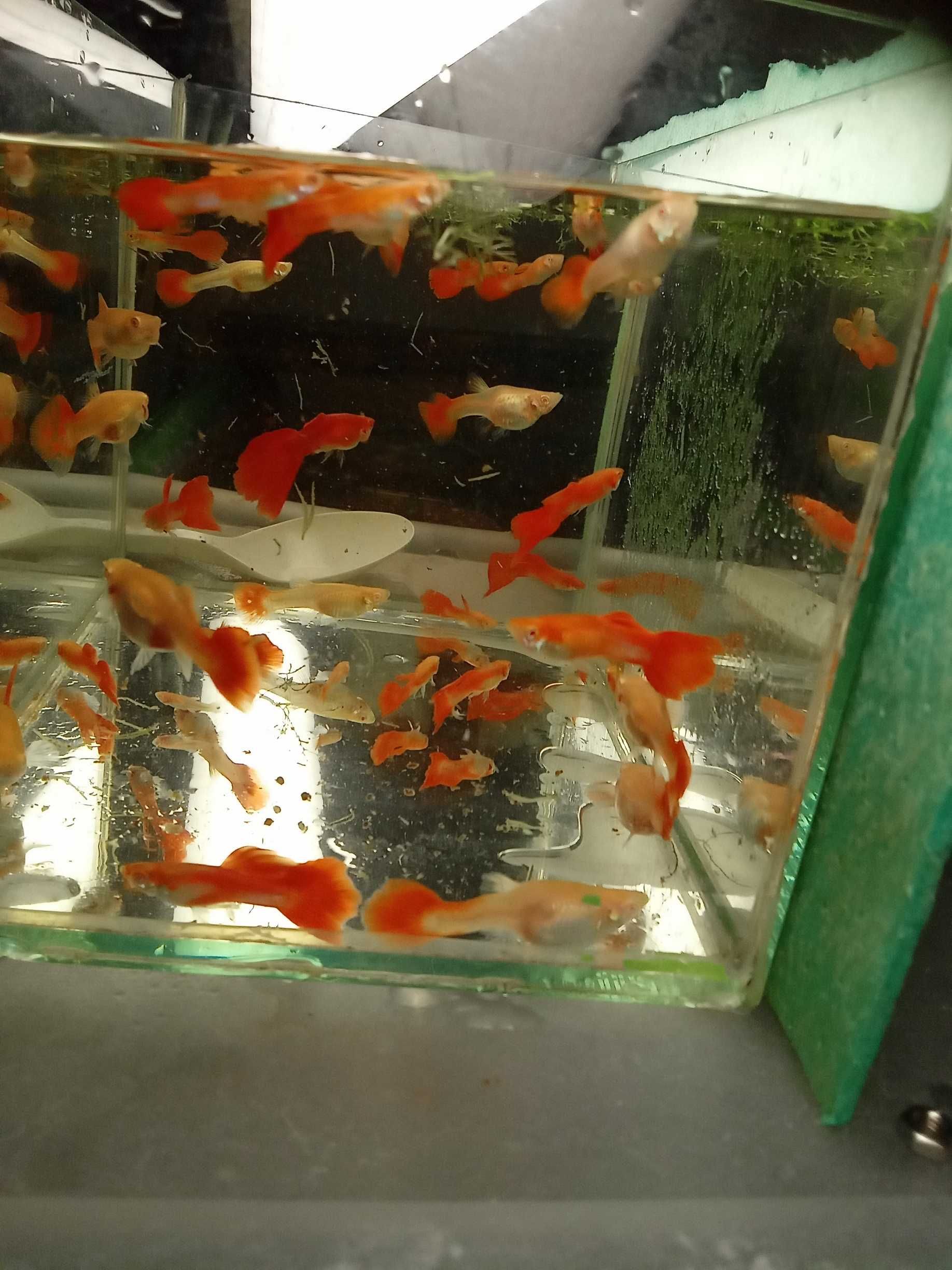 Gupiki red ful albino