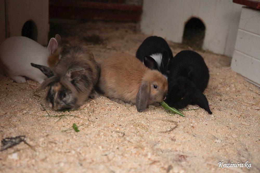 Kozinówka - Weekend listopadowy