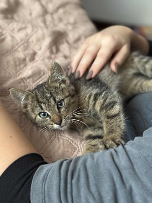 Malutki kotek do adopcji, znaleziony bezdomny