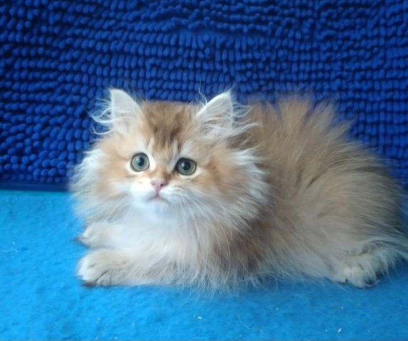 Мальчик Золотая шиншилла длинношерстный британский