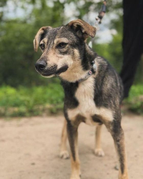 Собака безкоштовно