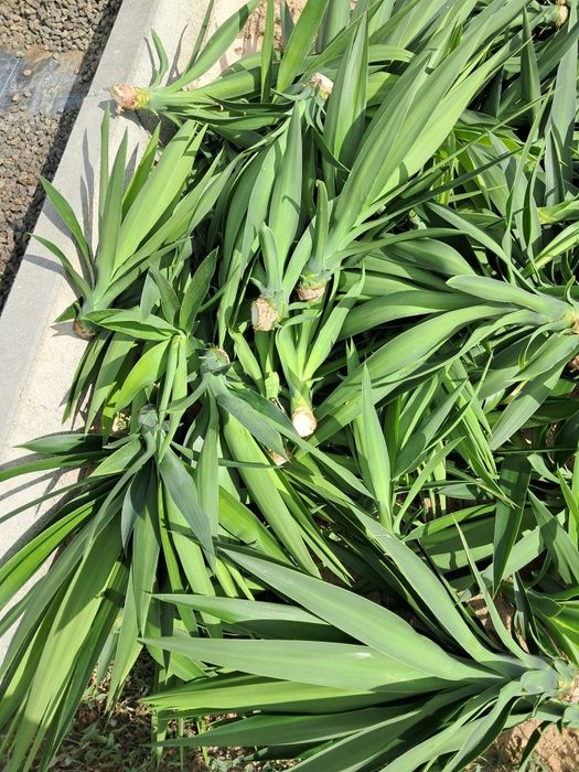 Rebentos Yucas para plantação