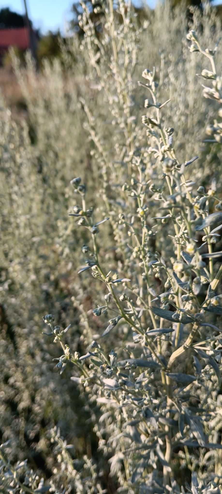 Ziele bylicy piołun 1KG Eko(niesuszone) CZYSTA NATURA