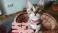Бенгальские котята, бенгалы