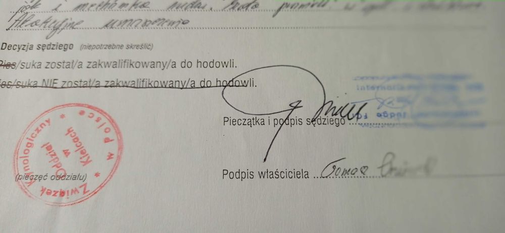 Mastif Tybetański FCI suczka FCI uprawnienia hodowlane
